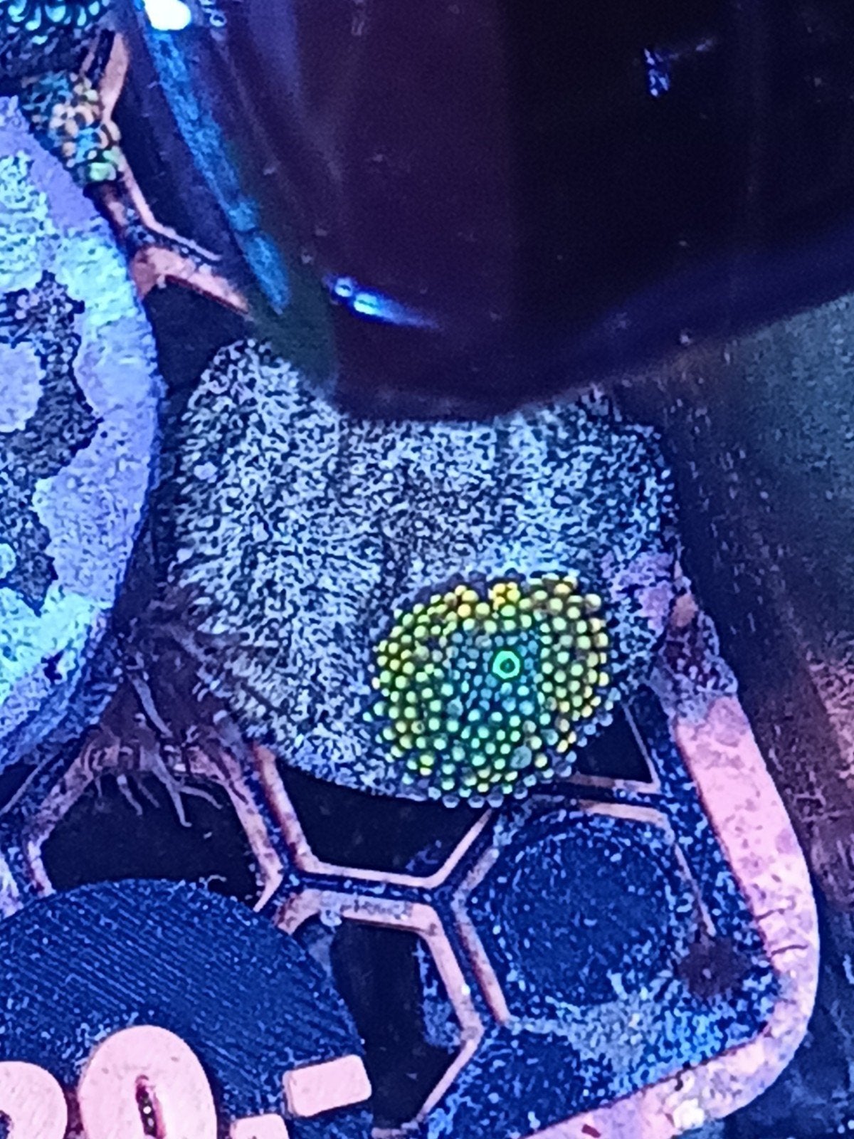 WYSIWYG ricordea Florida S geel/oranje + groen, Dieren en Toebehoren, Vissen | Aquariumvissen, Zoutwatervis