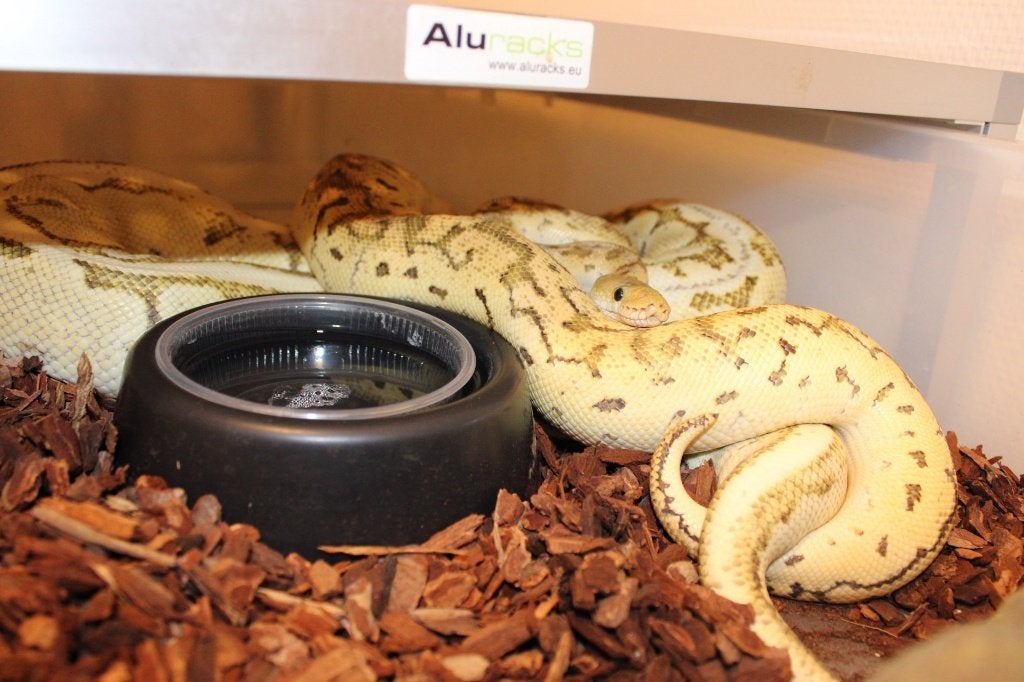 Ball Python/ Regius python0.1 LEMONBLAST DESERT GHOST (DG) Ball Python photo 2