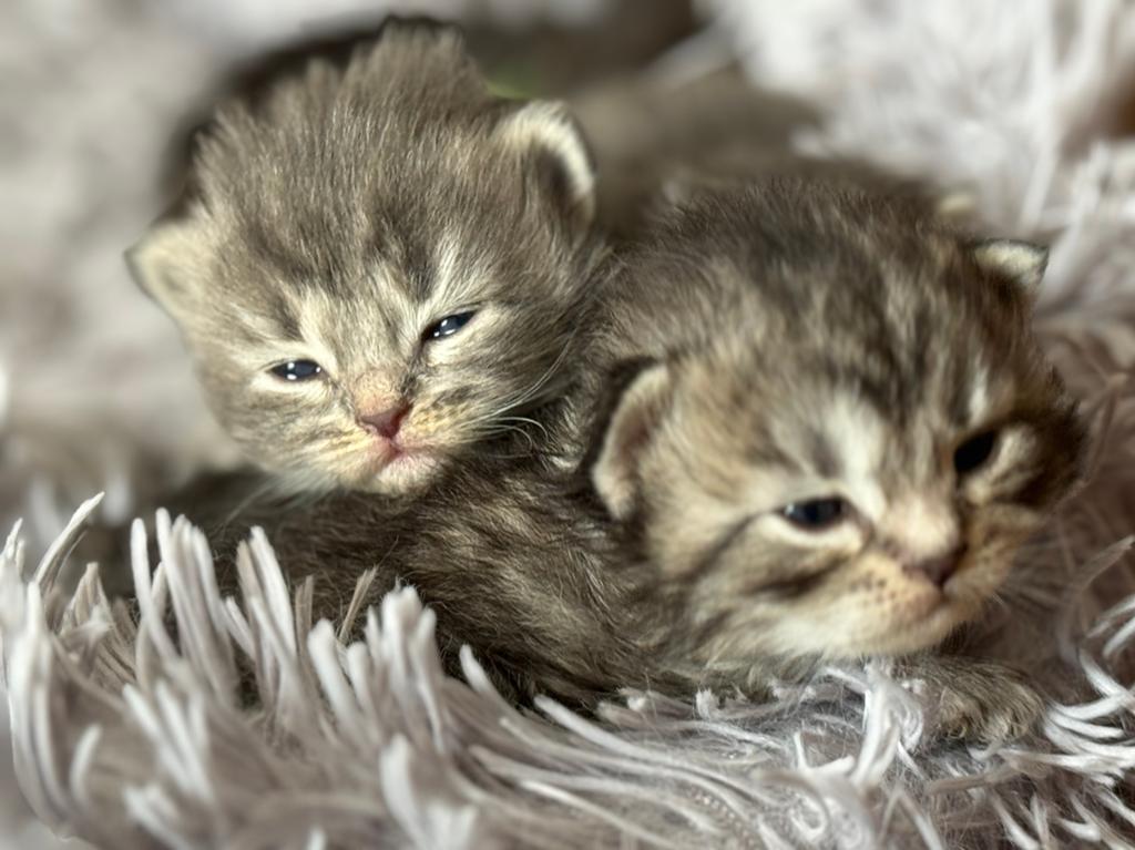 Noorse x Siberische boskat kittens, Dieren en Toebehoren, Meerdere dieren, Gechipt, 0 tot 2 jaar