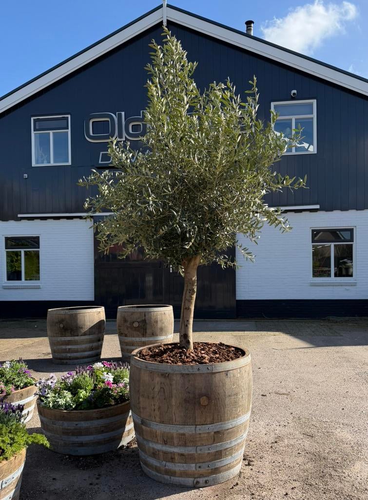 Plantenbak olijfboom | Houten vat | Bloembak | Ijsbad |, Tuin en Terras, Bloembakken en Plantenbakken, Rond, Ophalen of Verzenden
