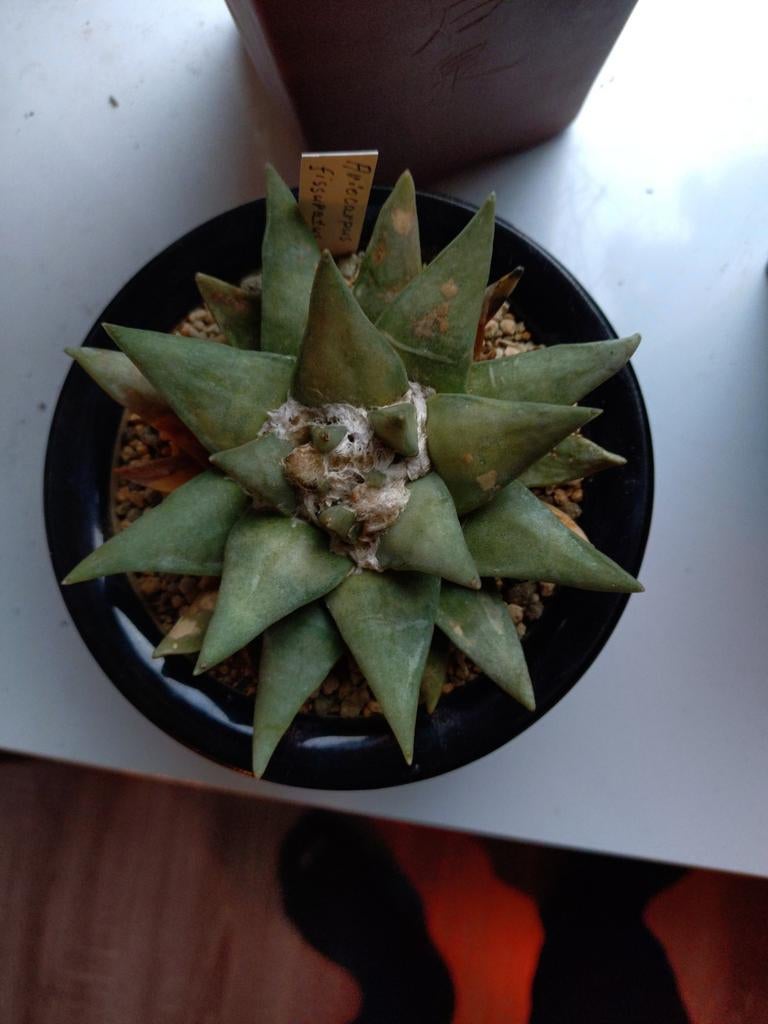 Ariocarpus Retusus - Zeldzame en Unieke Cactus, Ophalen of Verzenden, Cactus, Minder dan 100 cm, Bloeiende kamerplant
