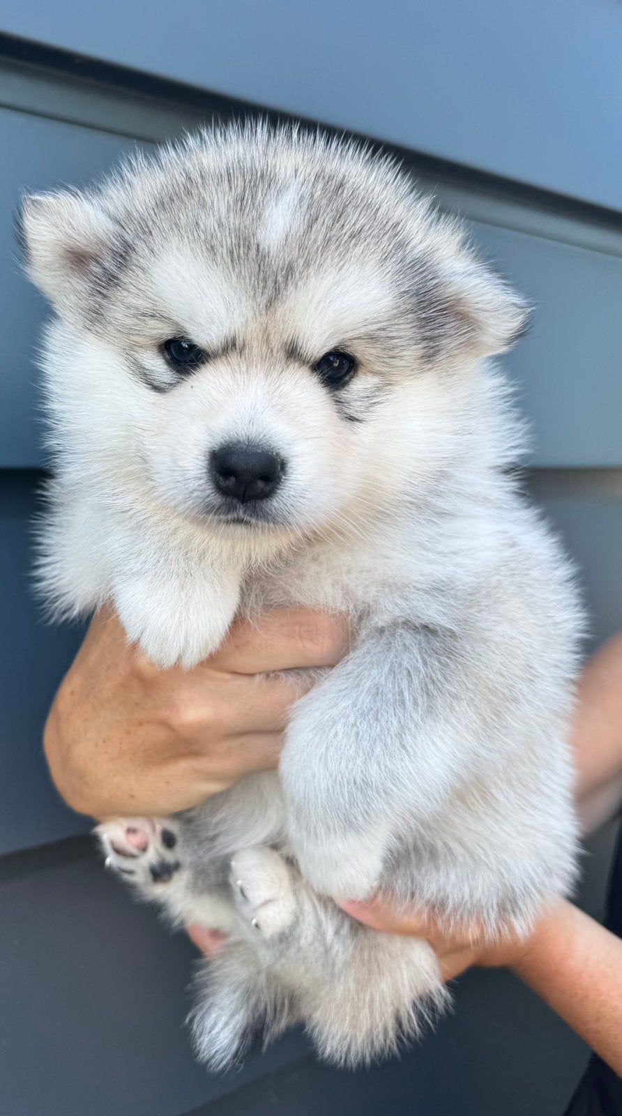 POMSKYNEDERLAND - POMSKY PUPPIES BESCHIKBAAR. (Mini husky), Dieren en Toebehoren, Parvo, Nederland, 8 tot 15 weken, Poolhond