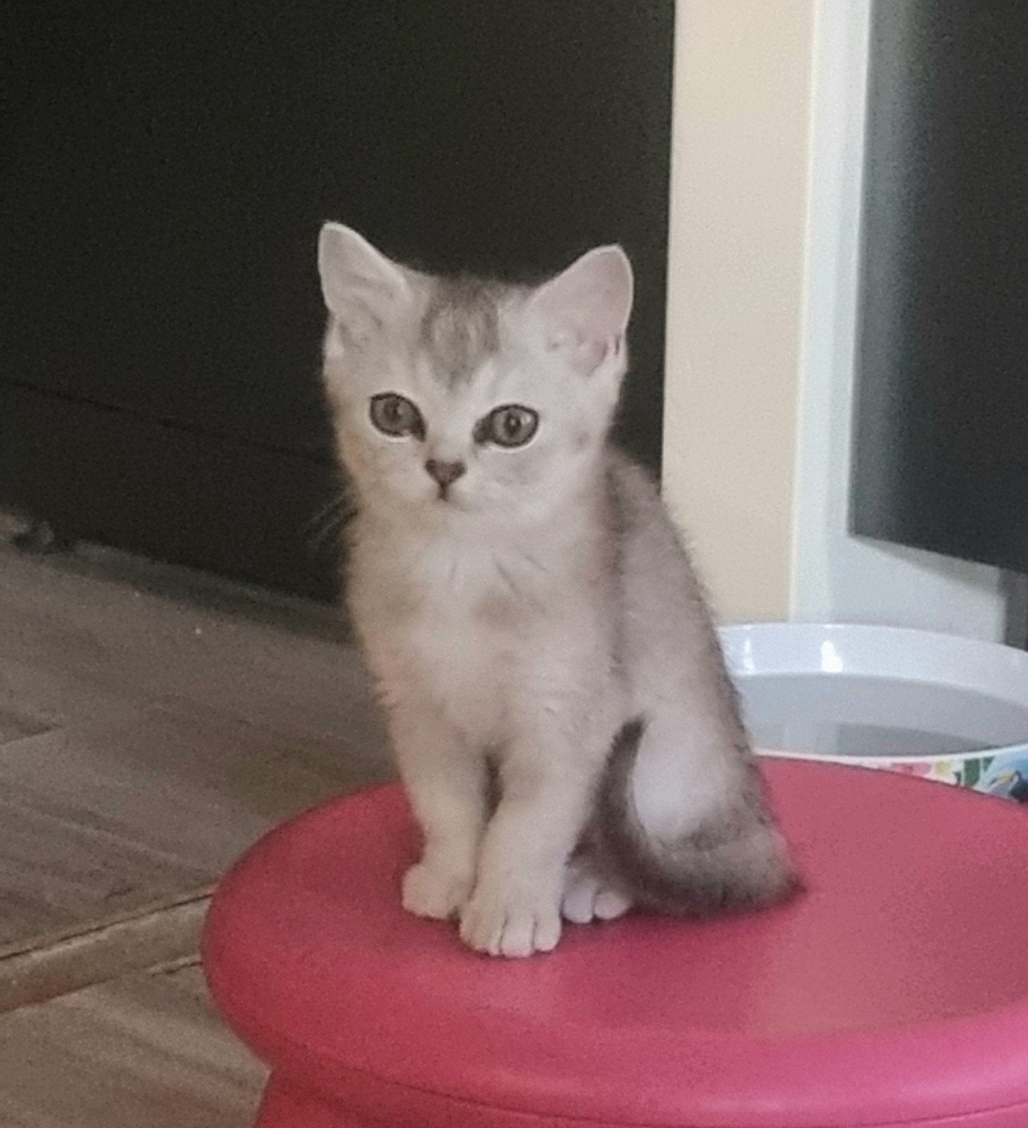 Kitten poes, Dieren en Toebehoren, Katten en Kittens | Overige Katten, Poes