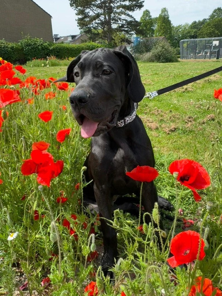 Zwarte meisjes zoeken liefde, Dieren en Toebehoren, Honden | Niet-rashonden, 15 weken tot 1 jaar, Teef, Meerdere, Nederland