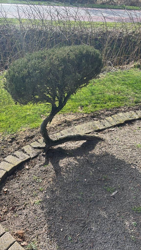 Mooie Taxus Vormsnoei op Stam - 100 cm hoog, Vaste plant, Bloeit niet, Halfschaduw, Ophalen