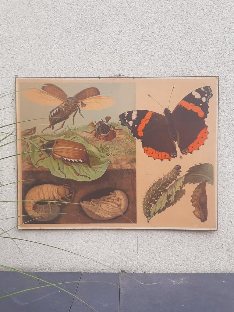 oude schoolplaat insecten vlinder mooie staat, Huis en Inrichting, Woonaccessoires | Wanddecoraties, Ophalen