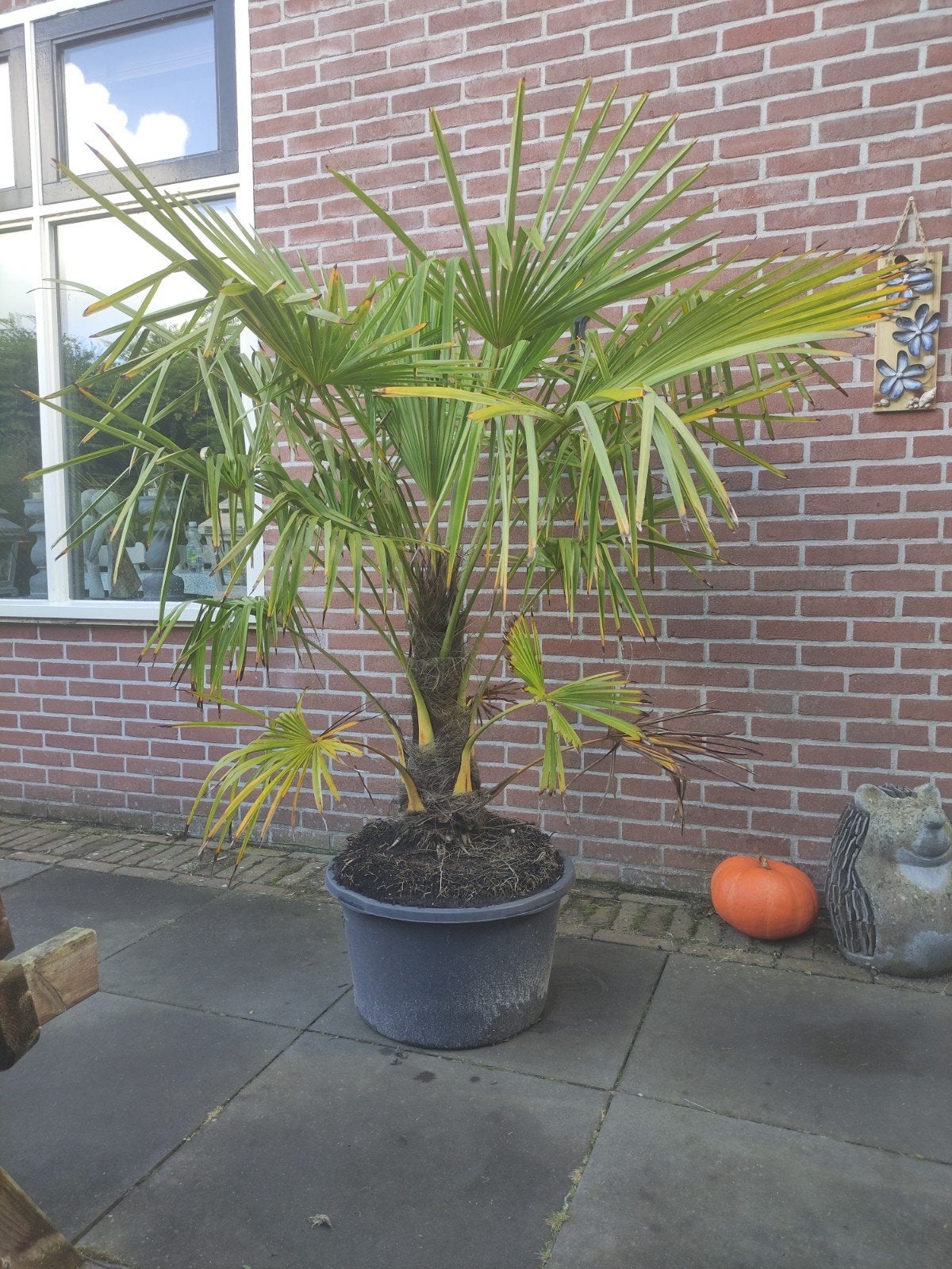 Palm Trachycarpus fortunei, totale hoogte 120 cm, Tuin en Terras, Bloeit niet, 100 tot 250 cm, Palmboom, Ophalen
