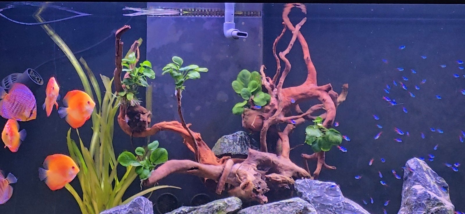 wortelhout te koop., Dieren en Toebehoren, Vissen | Aquaria en Toebehoren, Ophalen of Verzenden, Plant(en), Steen of Hout