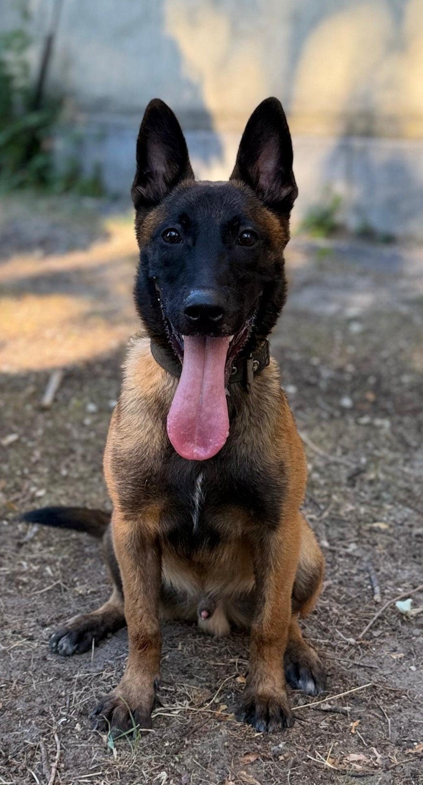 mechelse herder, 6 maanden, Dieren en Toebehoren, Honden | Herdershonden en Veedrijvers, 15 weken tot 1 jaar, Reu, Parvo, Eén hond