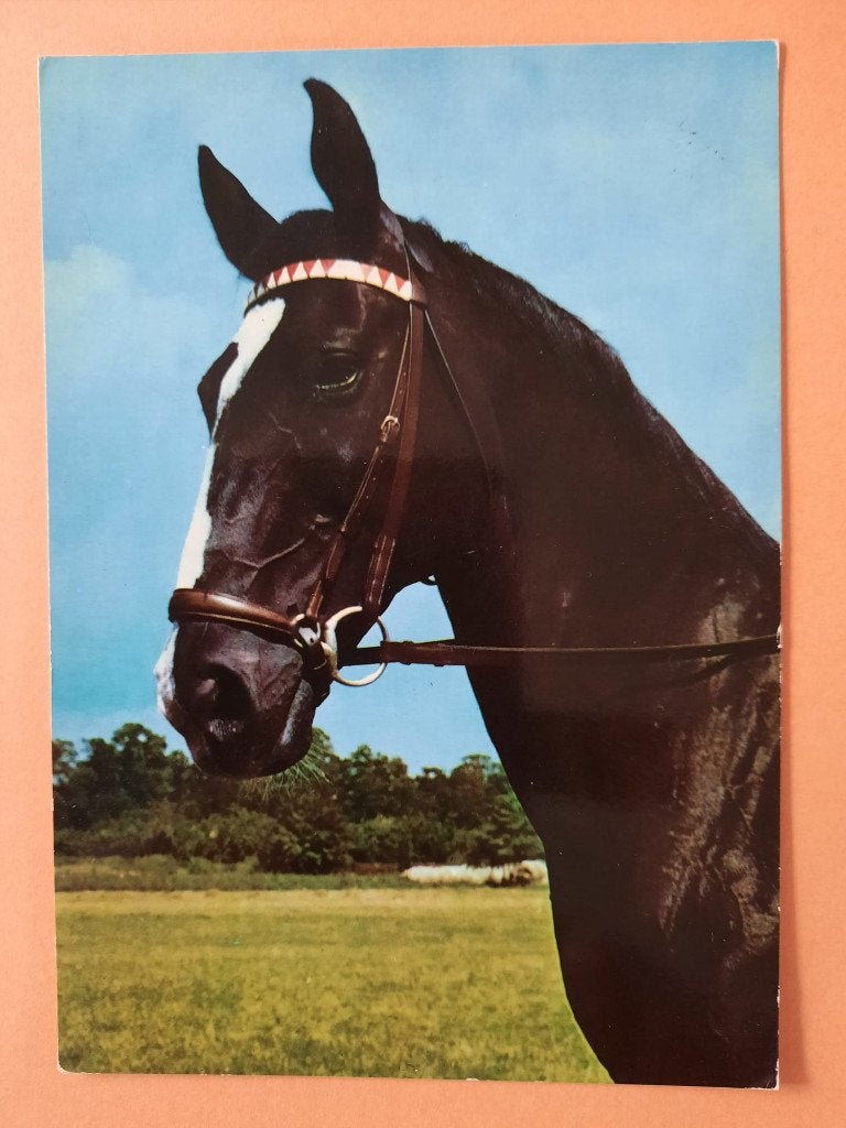 ansichtkaart kaart paard veulen, Verzamelen, Ophalen, 1960 tot 1980, Ongelopen, Paard