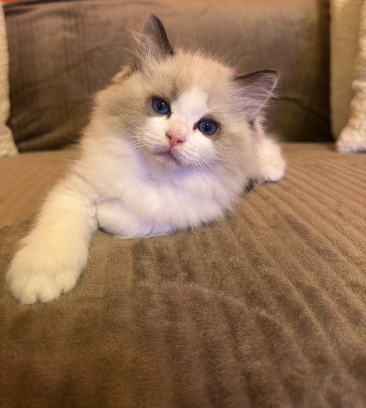 Raszuivere Ragdoll kittens met stamboom, Meerdere dieren, Met stamboom, 0 tot 2 jaar