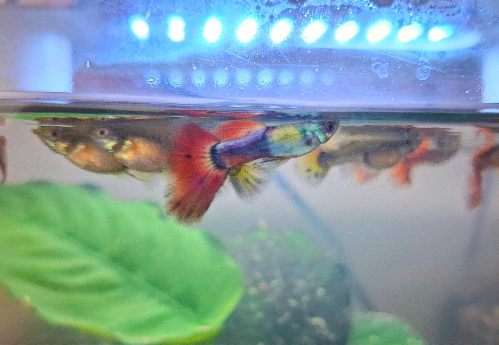 Middelgrote guppy's gratis beschikbaar, Dieren en Toebehoren, Vissen | Aquariumvissen, Vis