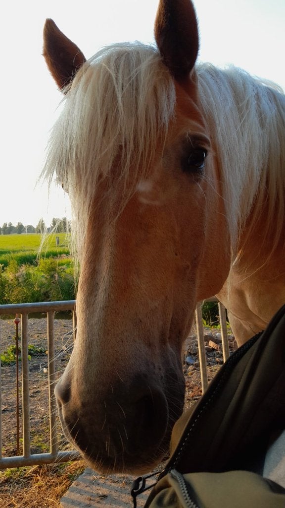 Bijrijder /verzorger gezocht Haflinger, Ophalen, Nieuw