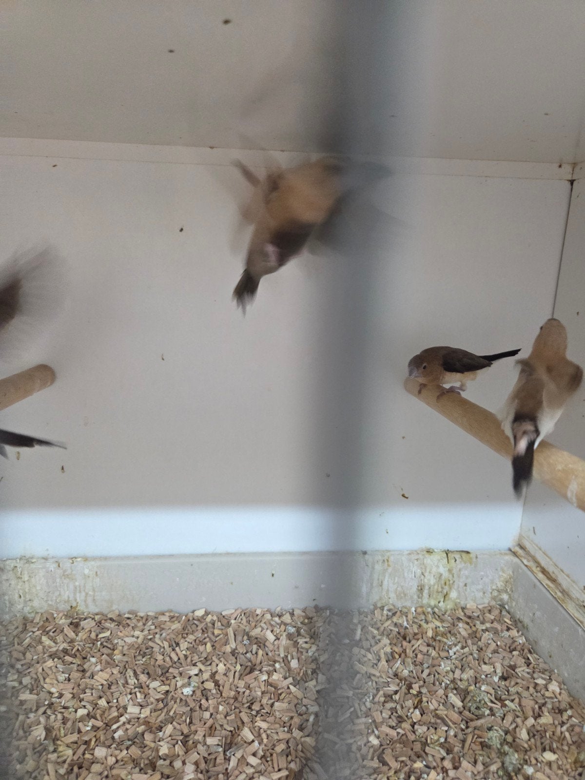 zilverbekjes, Dieren en Toebehoren, Meerdere dieren