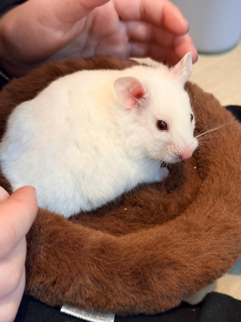 Syrische hamster vrouw, Hamster, Vrouwelijk, November, Tam