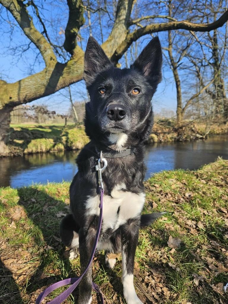 .  Shiva – actief, aanhankelijk en klaar voor haar 2de kans, Dieren en Toebehoren, Honden | Niet-rashonden, Parvo, 1 tot 2 jaar