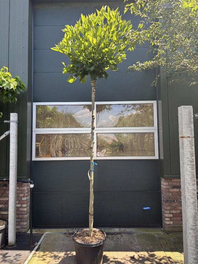 Platanus  hispanica ‘Alphens Globe’ 12/14 – ca. 220 cm, Halfschaduw, Lente, Ophalen, In pot