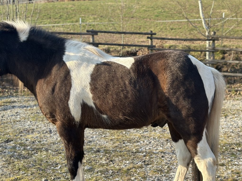 Zadel voor IJslanders Haflingers Tinkers Cob & brede ponys, Extra wijd, Overige merken, M (17 inch), Kniewrongen