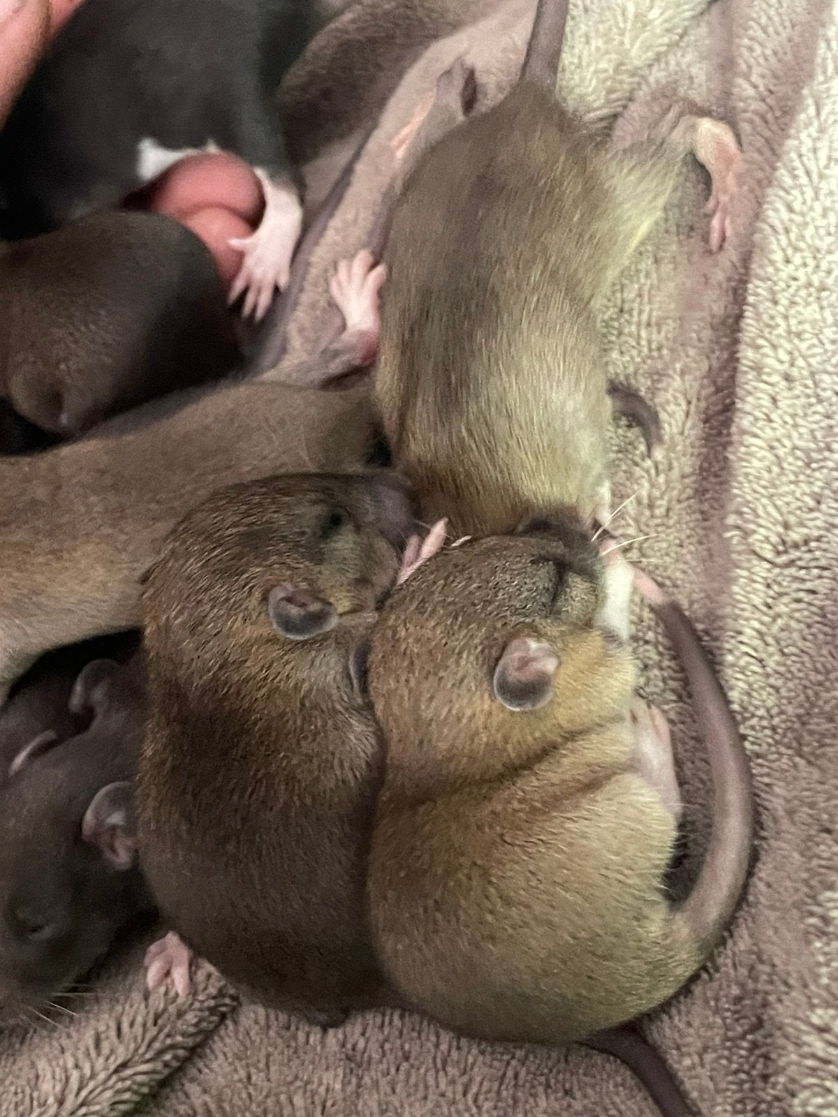 Baby ratjes, Dieren en Toebehoren, Knaagdieren, Rat, Mei, Meerdere dieren, Tam