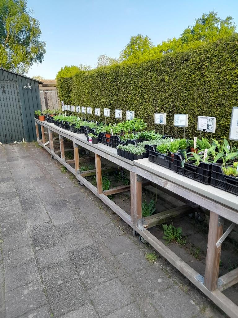 Plantjes te koop, Tuin en Terras, Planten | Tuinplanten, Volle zon, Vaste plant, Zomer, Ophalen