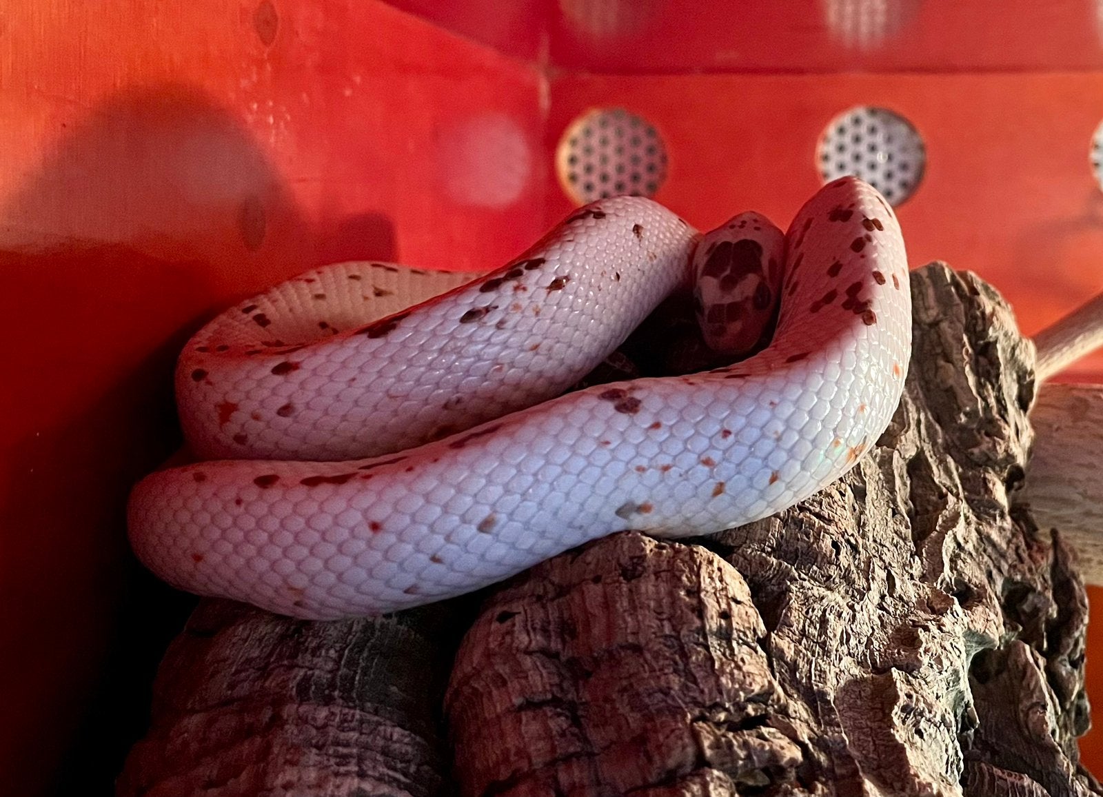 Kweekkoppel guttatus palmetto / caramel, Slang, 3 tot 6 jaar