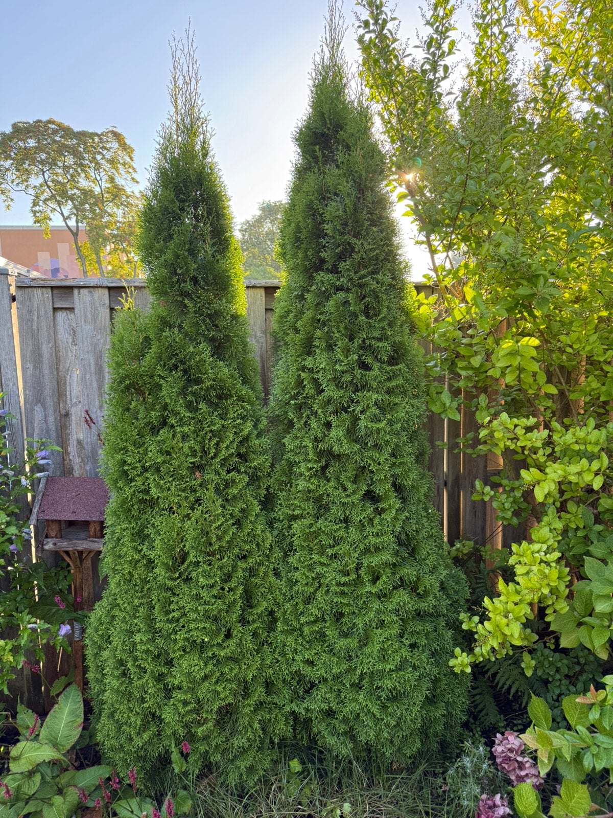 2 coniferen., Ophalen, Conifeer, 100 tot 250 cm