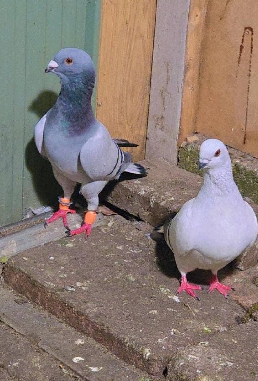Prachtige duiven te koop, Dieren en Toebehoren