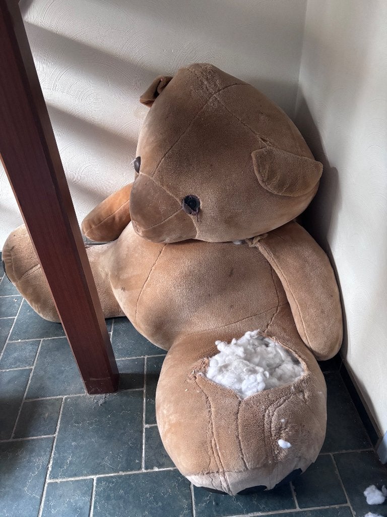 Grote teddybeer gratis af te halen zsm, Ophalen, Gebruikt, Stoffen beer, Overige merken