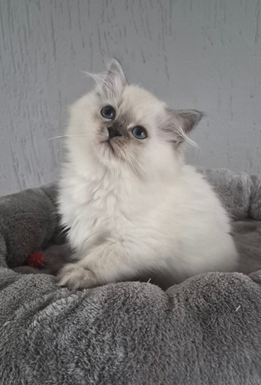 ragdoll x britsekorthaar kittens mogen het nest verlaten, Meerdere dieren, Ontwormd