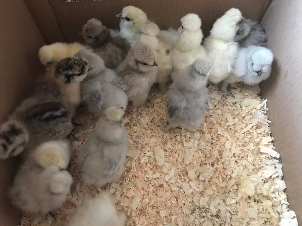 USA Zijdehoen kuikens Platinum, Blauw en Zwart ook koekoek, Geslacht onbekend, Kip