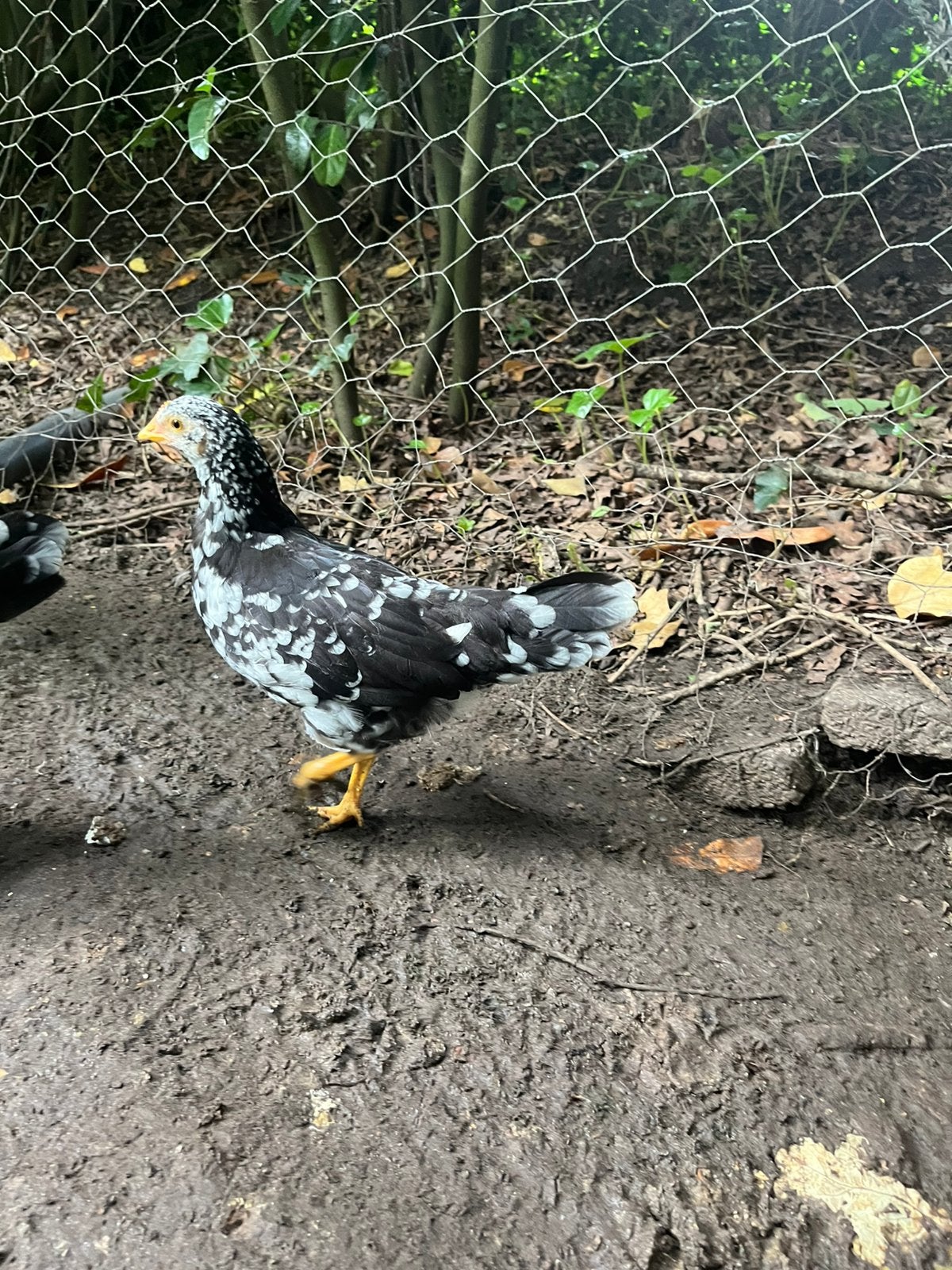 Ancona kip hen kuiken 3 stuks, Dieren en Toebehoren, Vrouwelijk, Kip