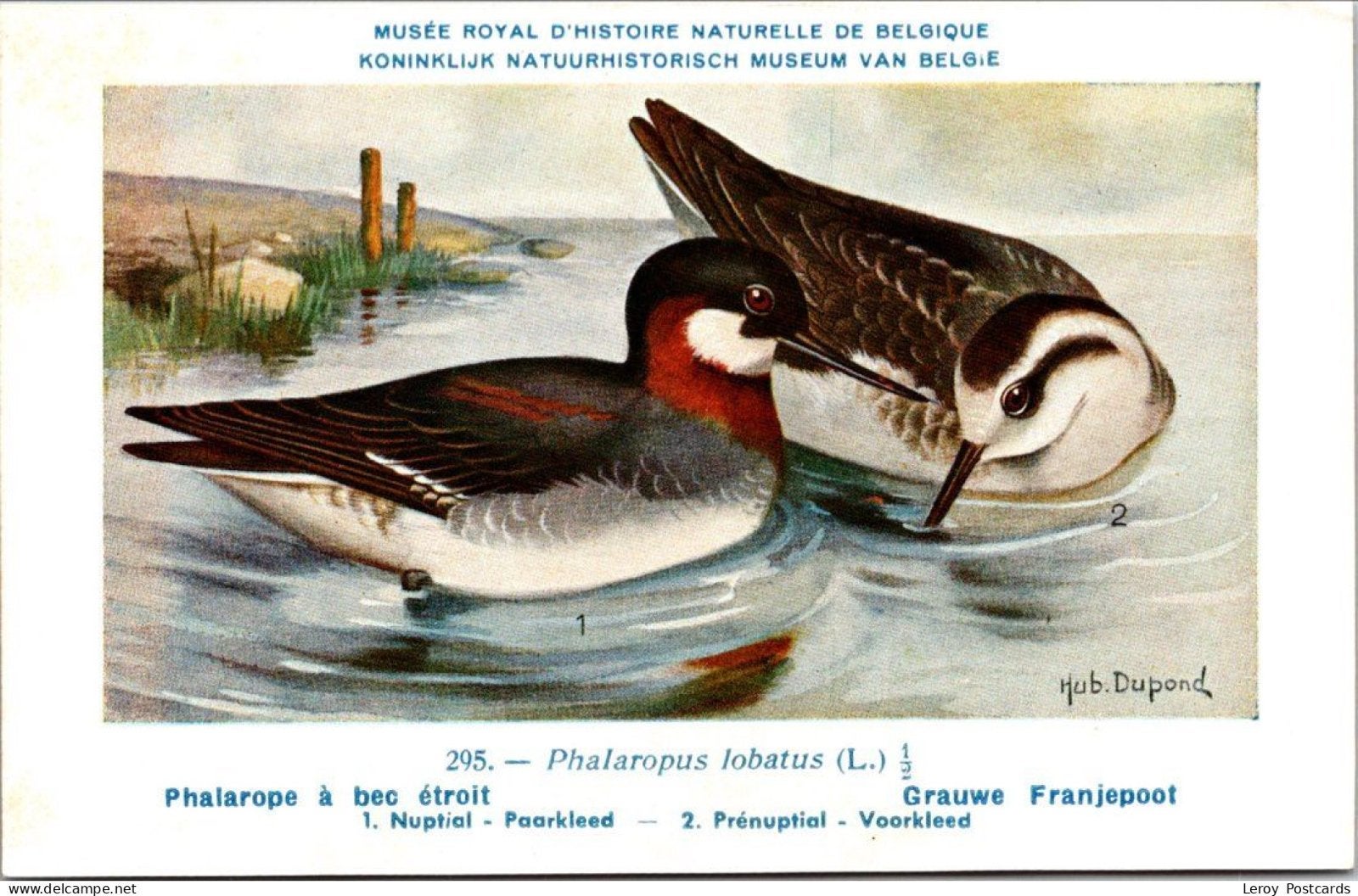Grauw Franjepoot / Red Phalarope – Nº 295 – (KBIN / IRSNB), Verzenden, 1940 tot 1960, Ongelopen, Vogel