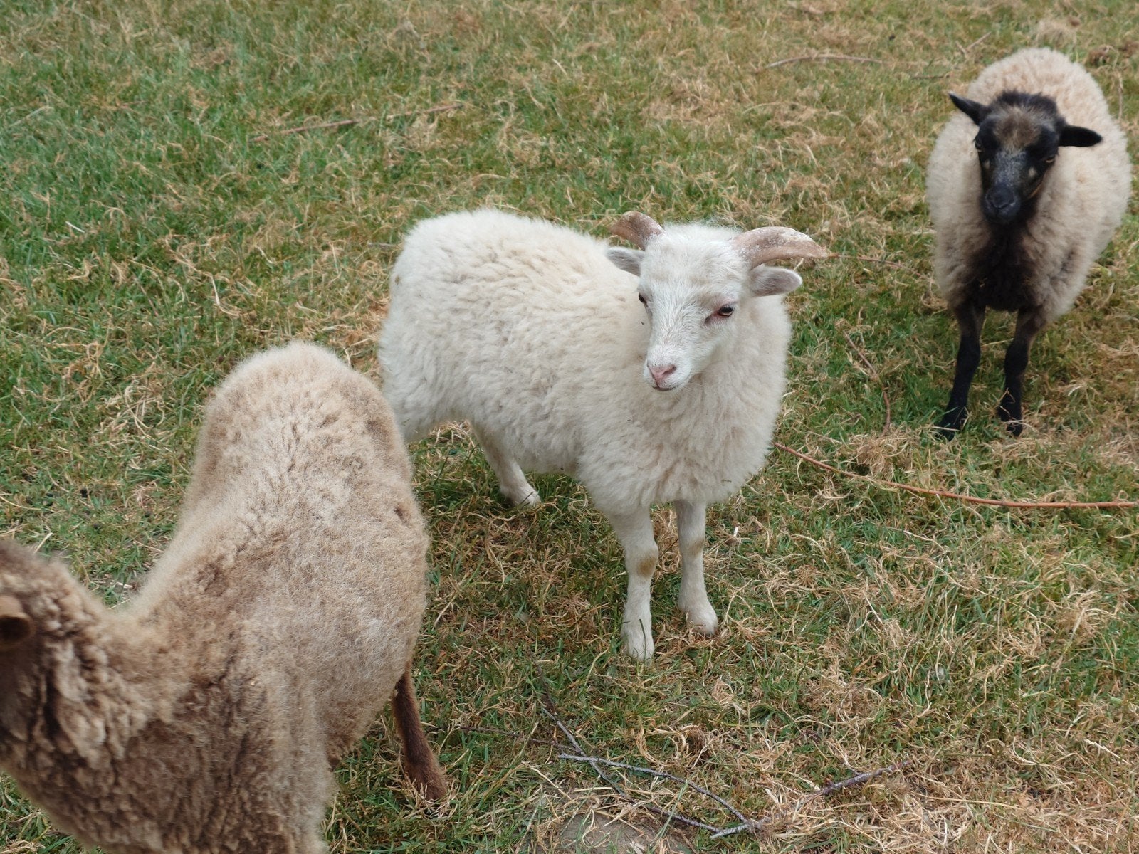 Ouessant ram 2026, Mannelijk, Schaap