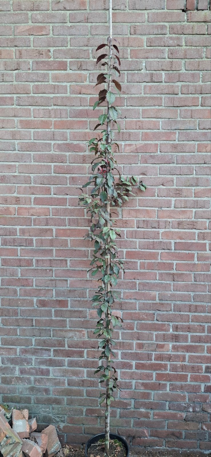 Prunus cerasifera 'crimson pointe', rode sierpruim, Ophalen