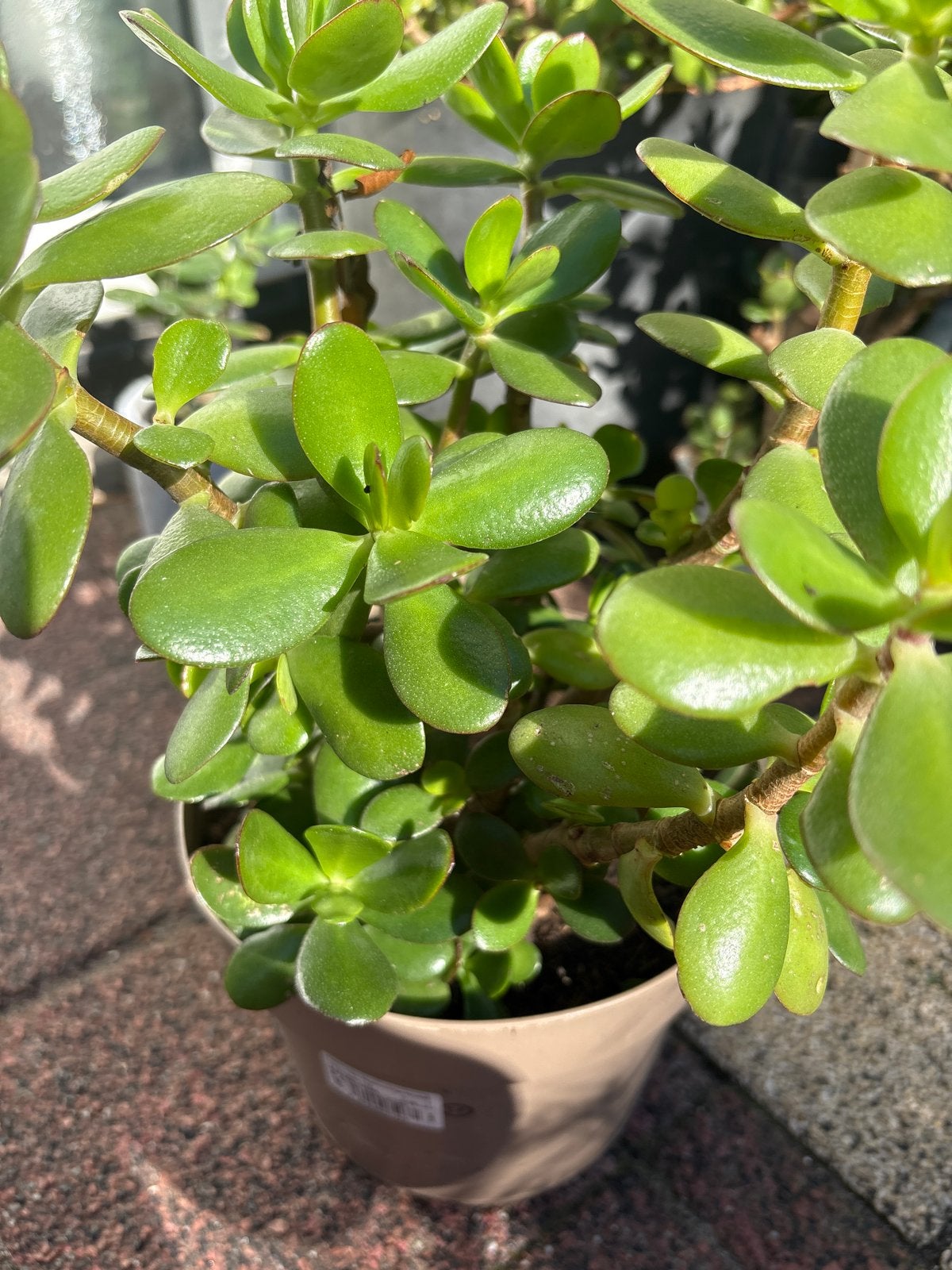 Mooie en gezonde Vetplant (Crassula Ovata), Huis en Inrichting, Vetplant, Ophalen of Verzenden, In pot, Minder dan 100 cm