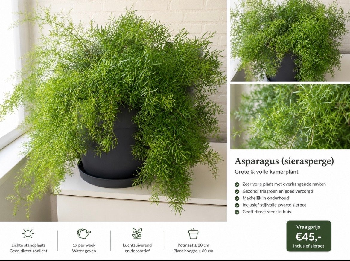 Grote & volle Asparagus (sierasperge) inclusief sierpot, Overige soorten, In pot, Minder dan 100 cm, Groene kamerplant