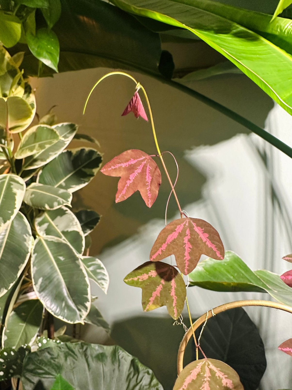 Passiflora trifasciata, Ophalen of Verzenden, Halfschaduw, Minder dan 100 cm