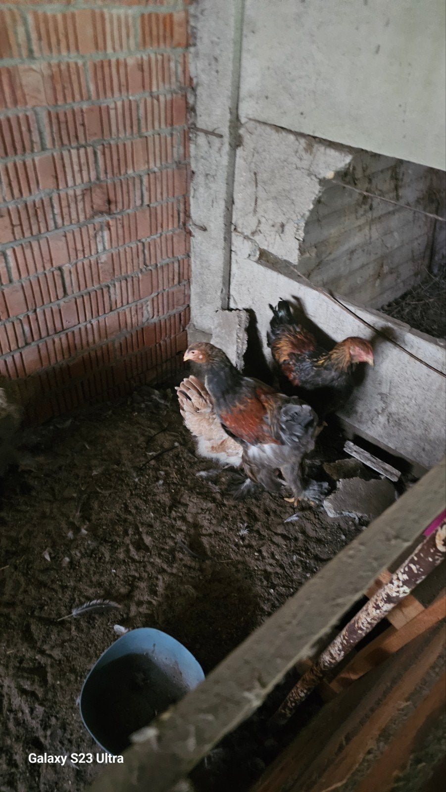 2 brahma  hennen, Dieren en Toebehoren, Pluimvee, Vrouwelijk, Kip