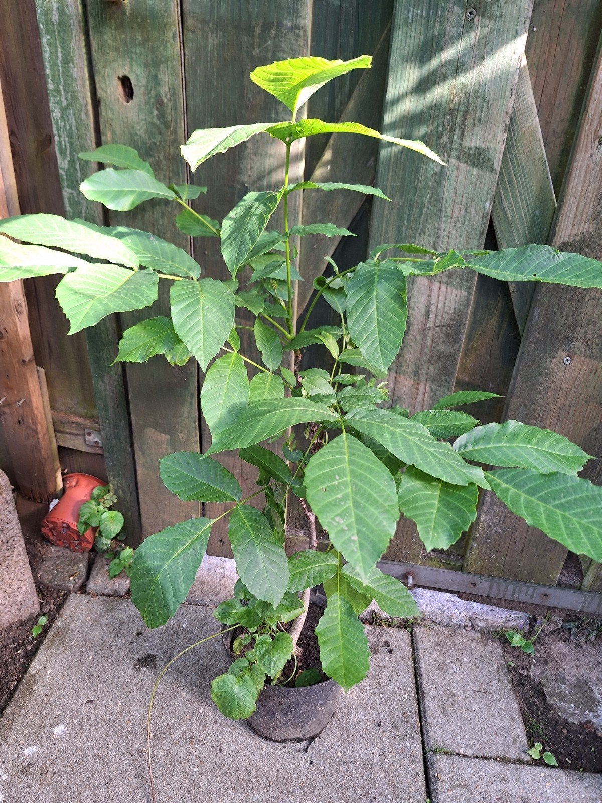 Walnootboom (Juglans regia) - Jonge plant, Ophalen