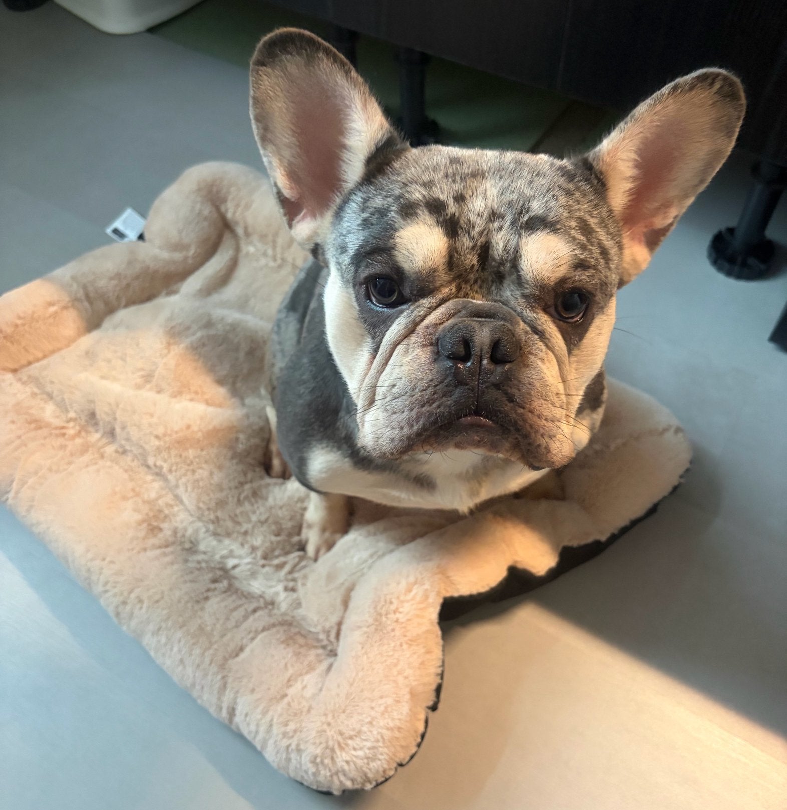 TeKoop Franse Bulldog Blue Tan Merle reu met Stamboom, Reu, 1 tot 2 jaar, Bulldog, Eén hond