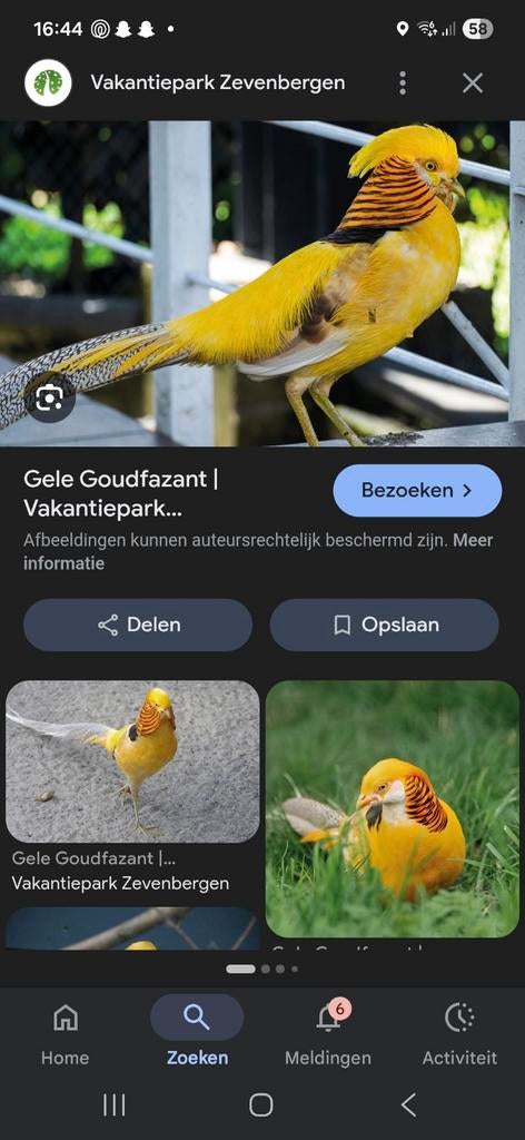 Gele goudfazant haan, Dieren en Toebehoren, Pluimvee, Mannelijk, Overige soorten