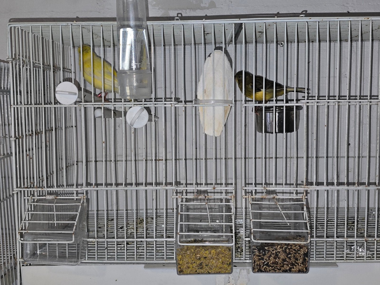 Koppel putters, 2 koppels kanaries + kooi, Meerdere dieren