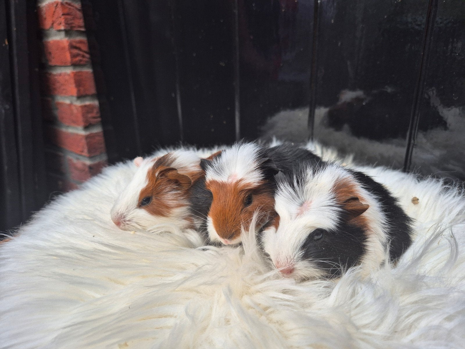 Cavia's, Juni, Meerdere dieren