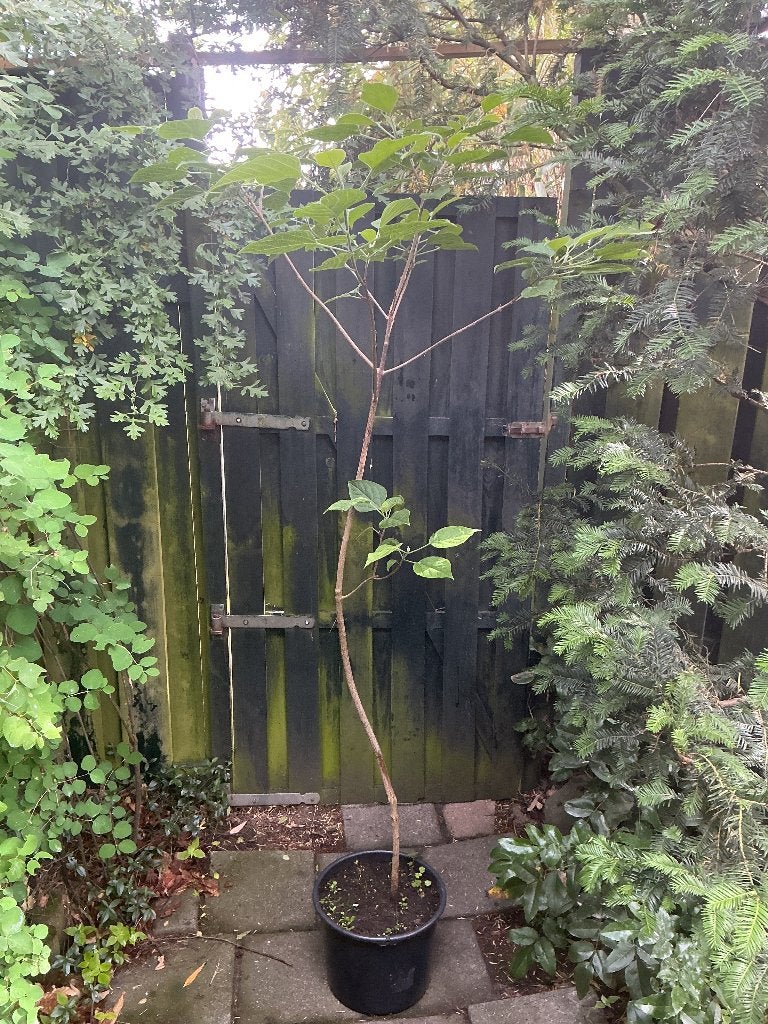 Pindakaasboom, Overige soorten, Zomer, 400 cm of meer, Ophalen