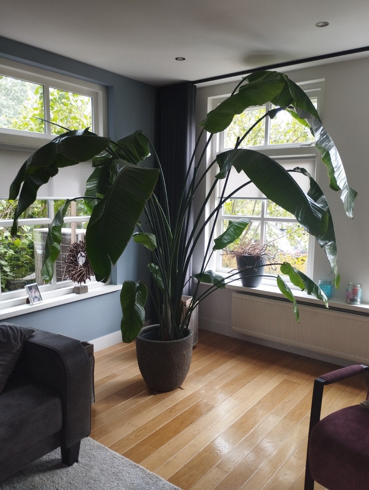 te koop strelitia nicolai, Huis en Inrichting, Kamerplanten, Ophalen, Halfschaduw, 200 cm of meer