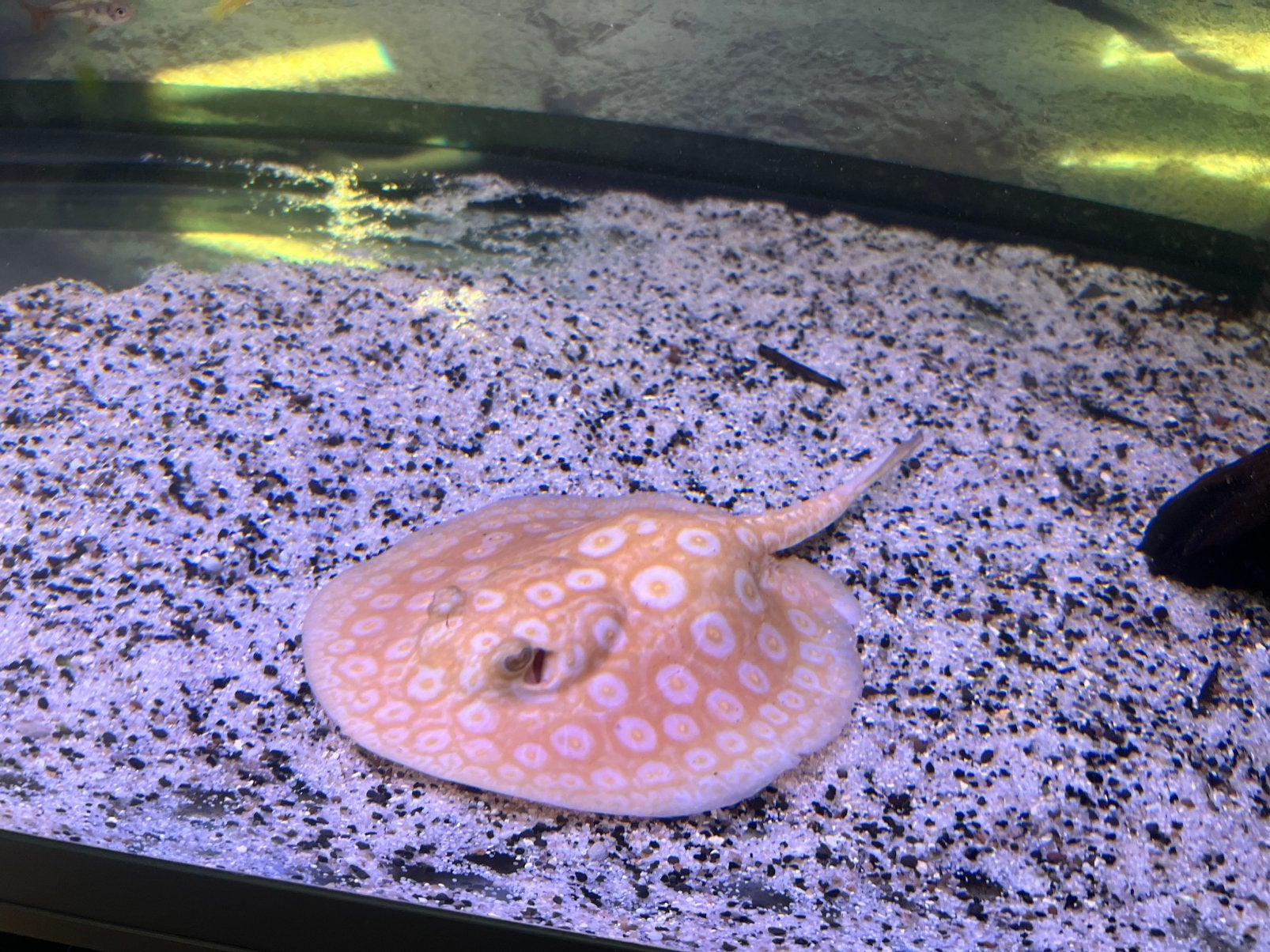 Orange Albino Pearl, Ophalen