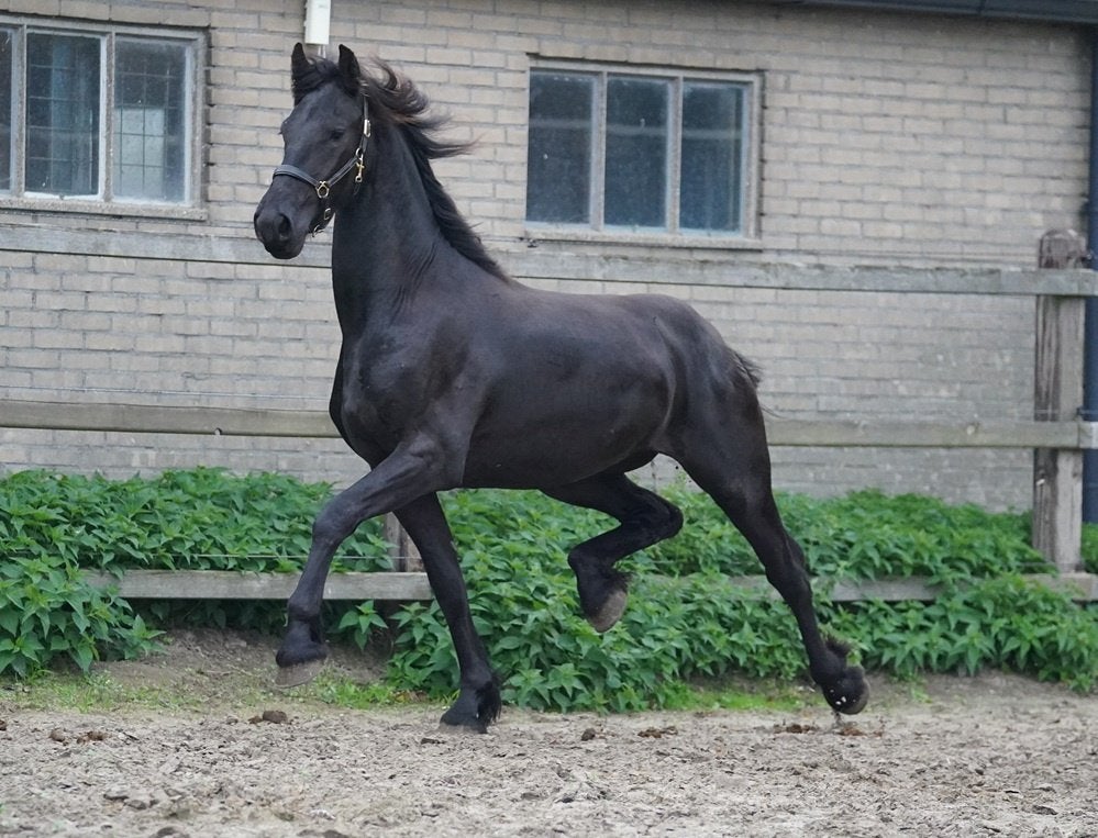 Best bewegende 2,5 jarige Friese hengst, Met stamboom, Dressuurpaard, 0 tot 2 jaar, Hengst