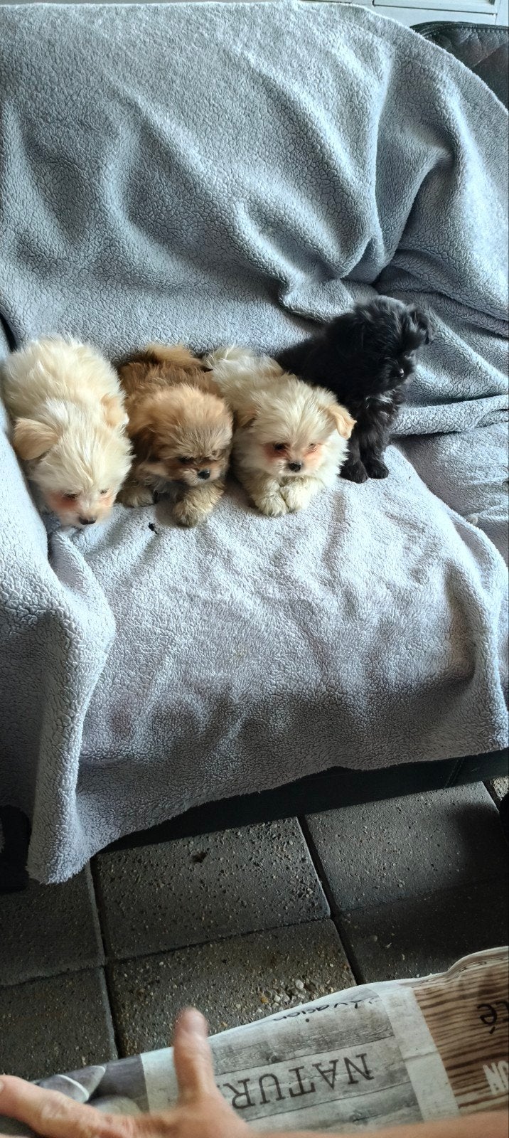 Te koop Boomer  Pomperiaan, Overige rassen, Meerdere, Meerdere dieren, Nederland