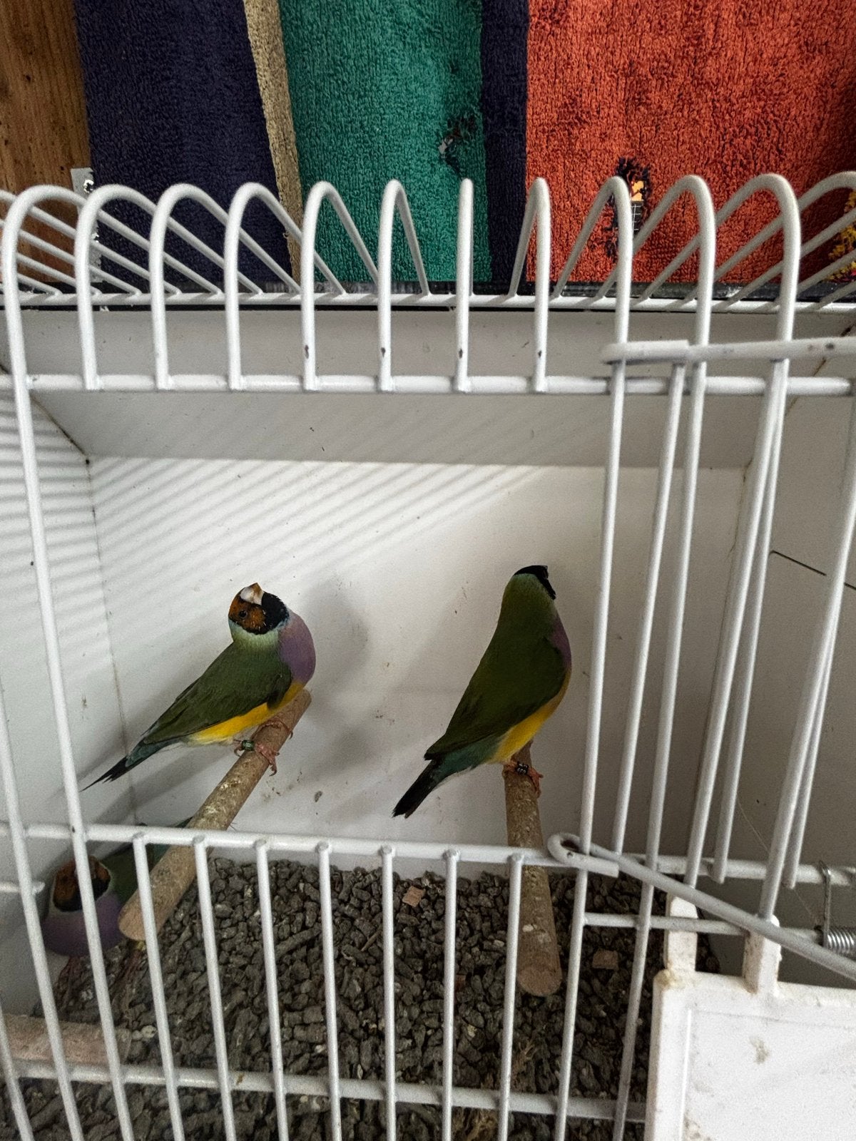 Gould amadine, Dieren en Toebehoren