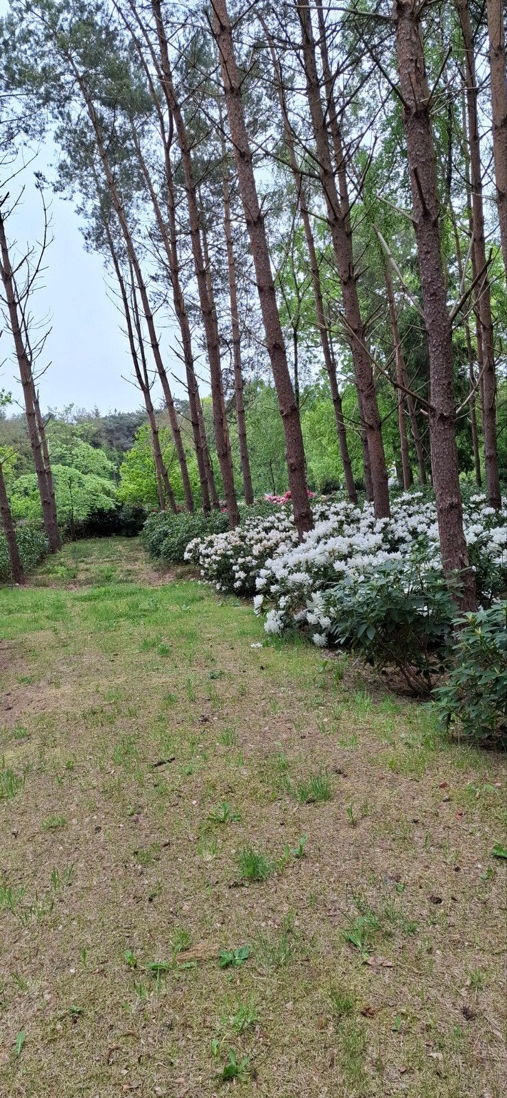 Tekoop rhododendrons, Tuin en Terras, Minder dan 3 m³, Ophalen